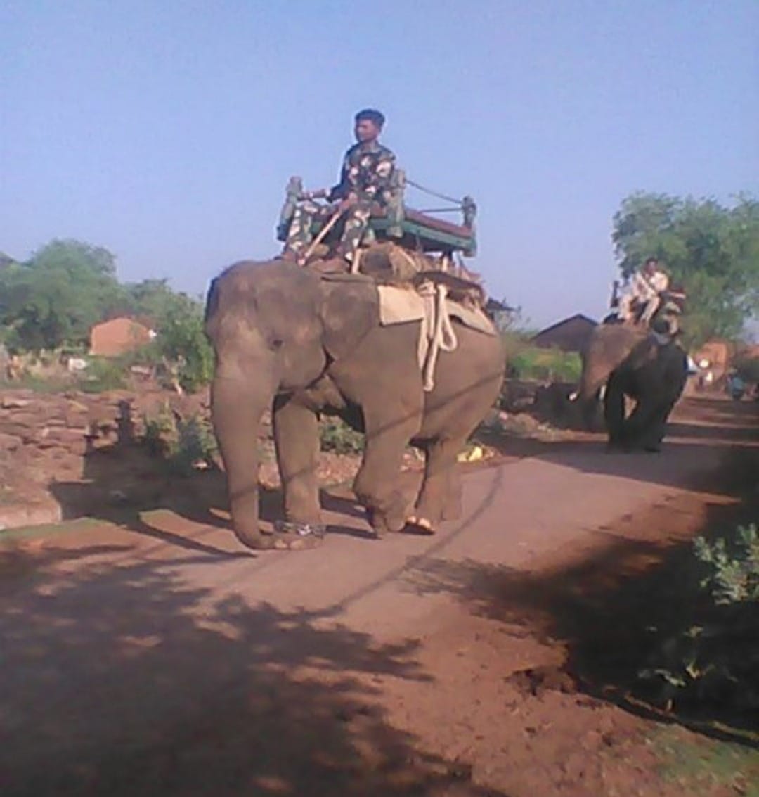 Damoh News: Elephant Chanda and elephant Neel reached Tezgarh in search of tigress Kajri