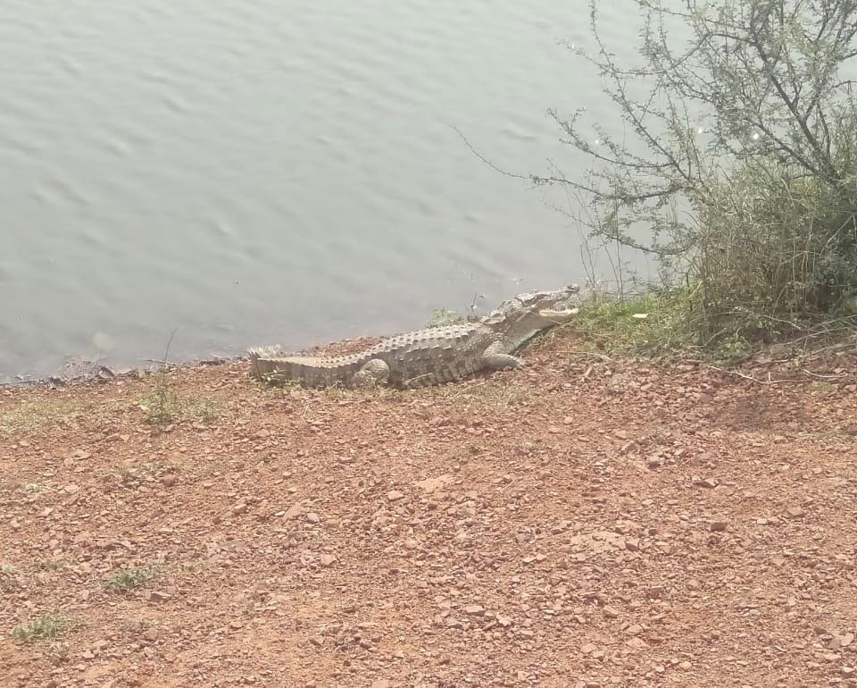 In Damoh's Kulua village, the pond dug for the villagers is captured by the crocodile