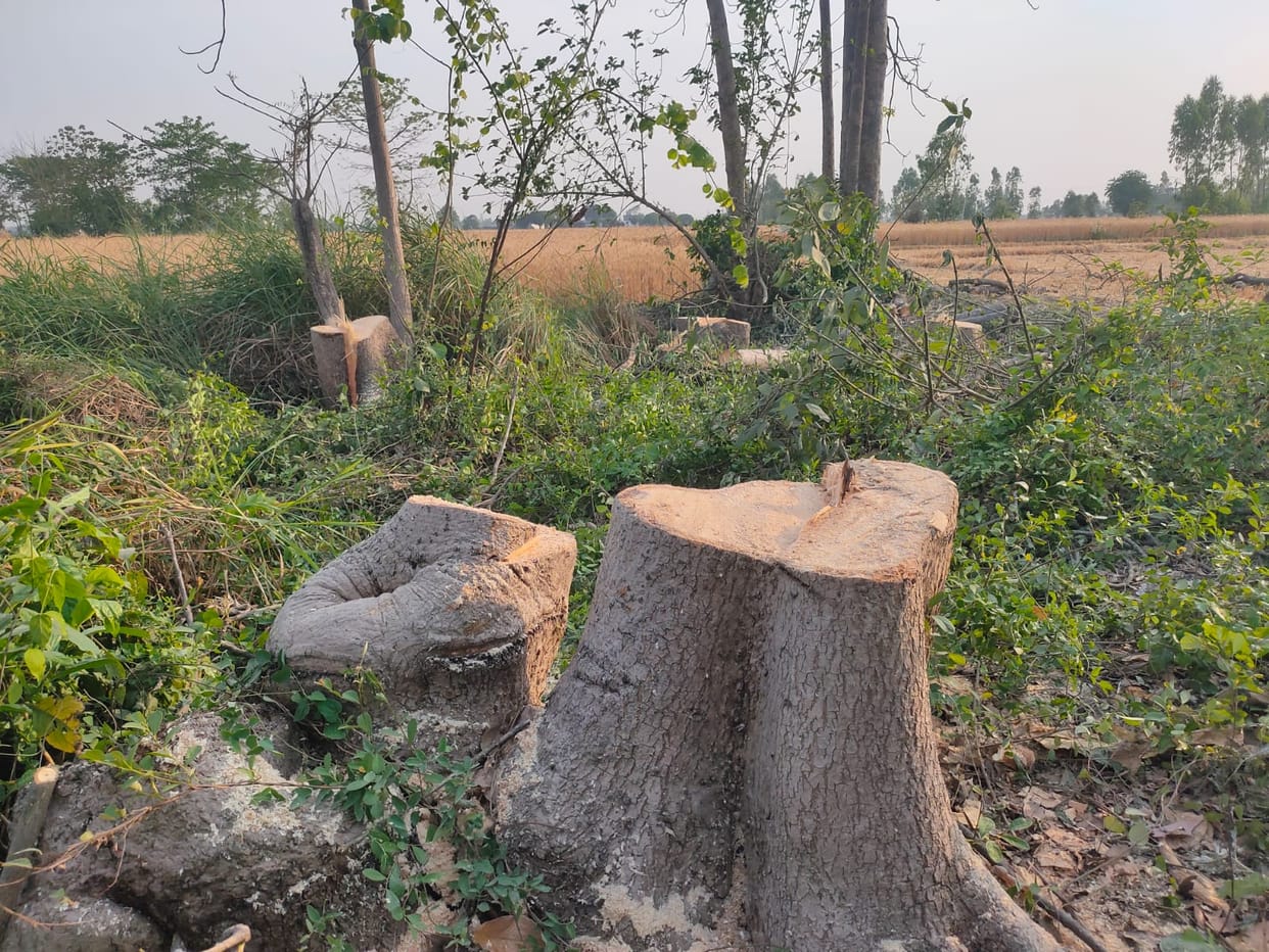 Cut and sold Semal trees