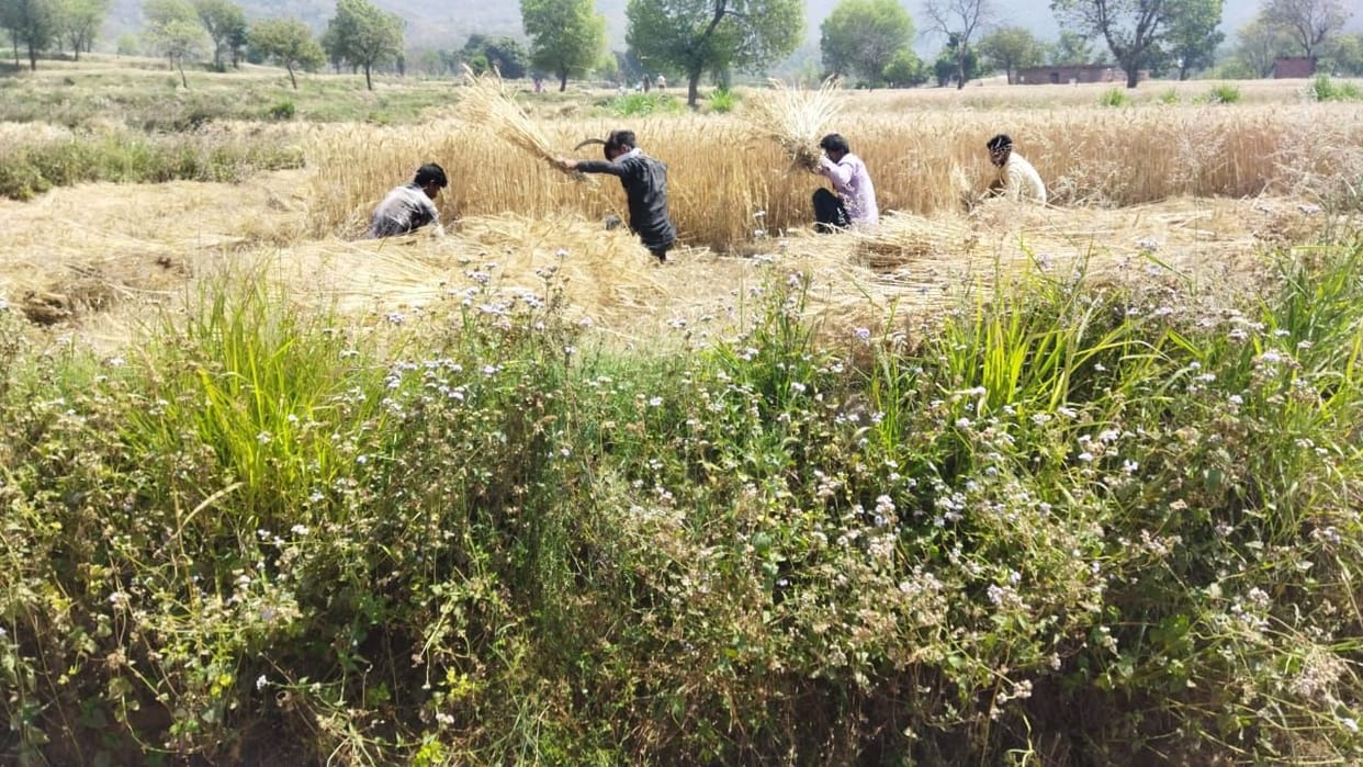 Farmers started harvesting wheat in BBN

Laborers are not available even after paying more money