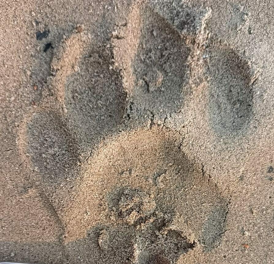 Photo of attacking tiger captured on camera after a week