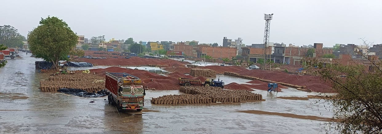 85 thousand quintals of mustard got wet in the market of chaos