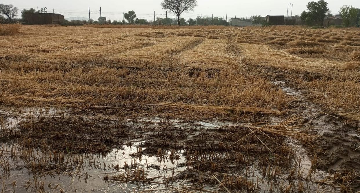 Wheat crops and mustard barns got wet