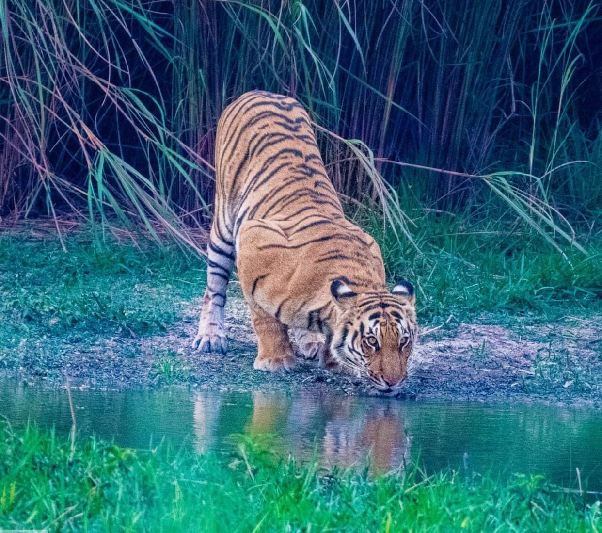 A farmer who was guarding his field was killed by a tiger.