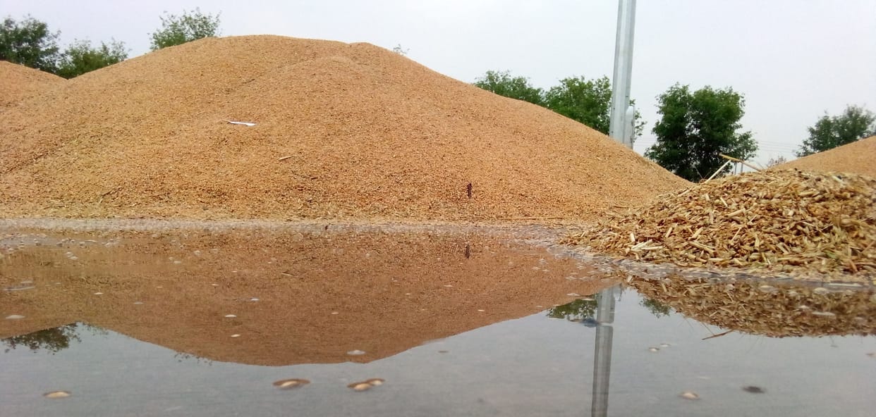Drizzle of disaster: Badra rained slowly on the wishes of the farmers.