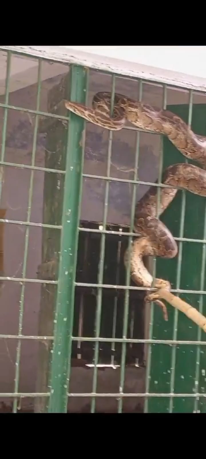Python found in extra room of school