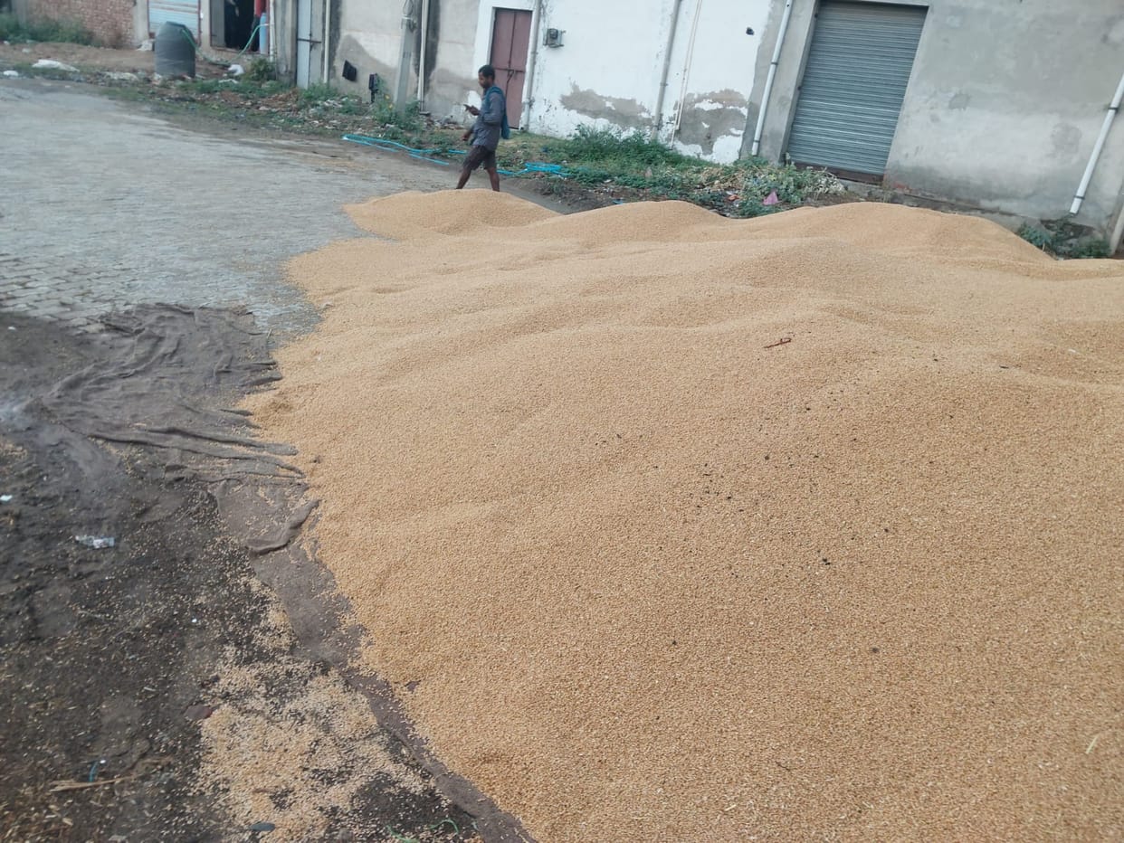 Wheat and mustard wet due to slow lifting in Kosli