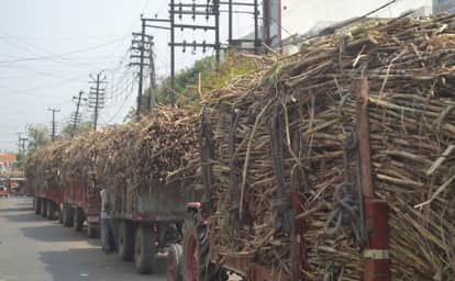 Trivatinath Sugar Mill will not operate in this crushing season in Bareily