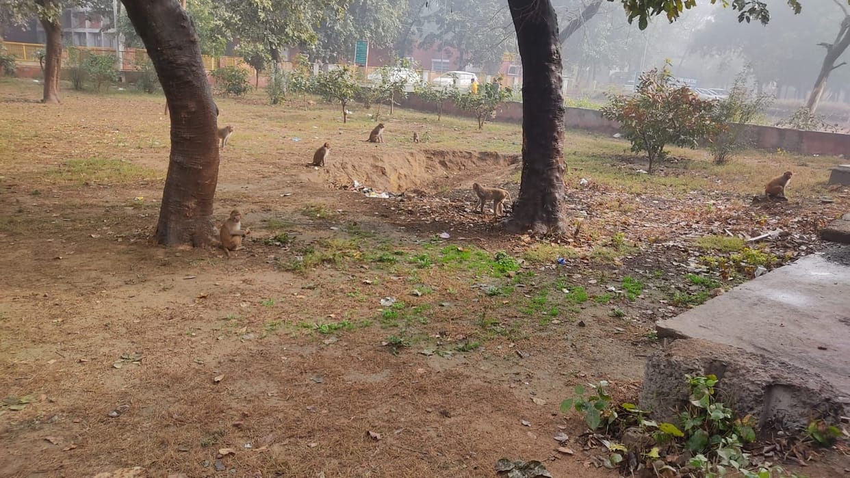 Monkeys injuring patients and staff in civil hospital