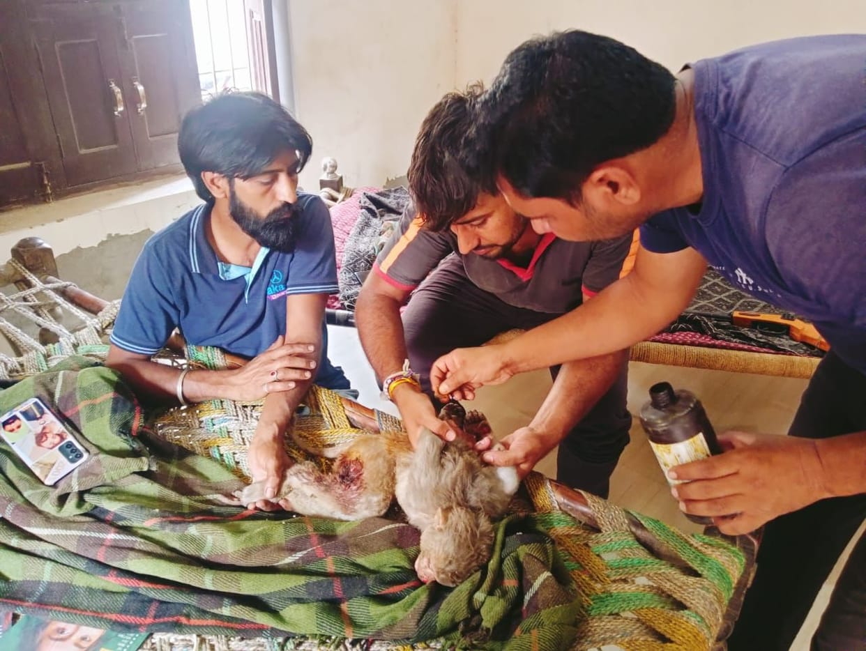 Monkey burnt after being hit by electric transformer