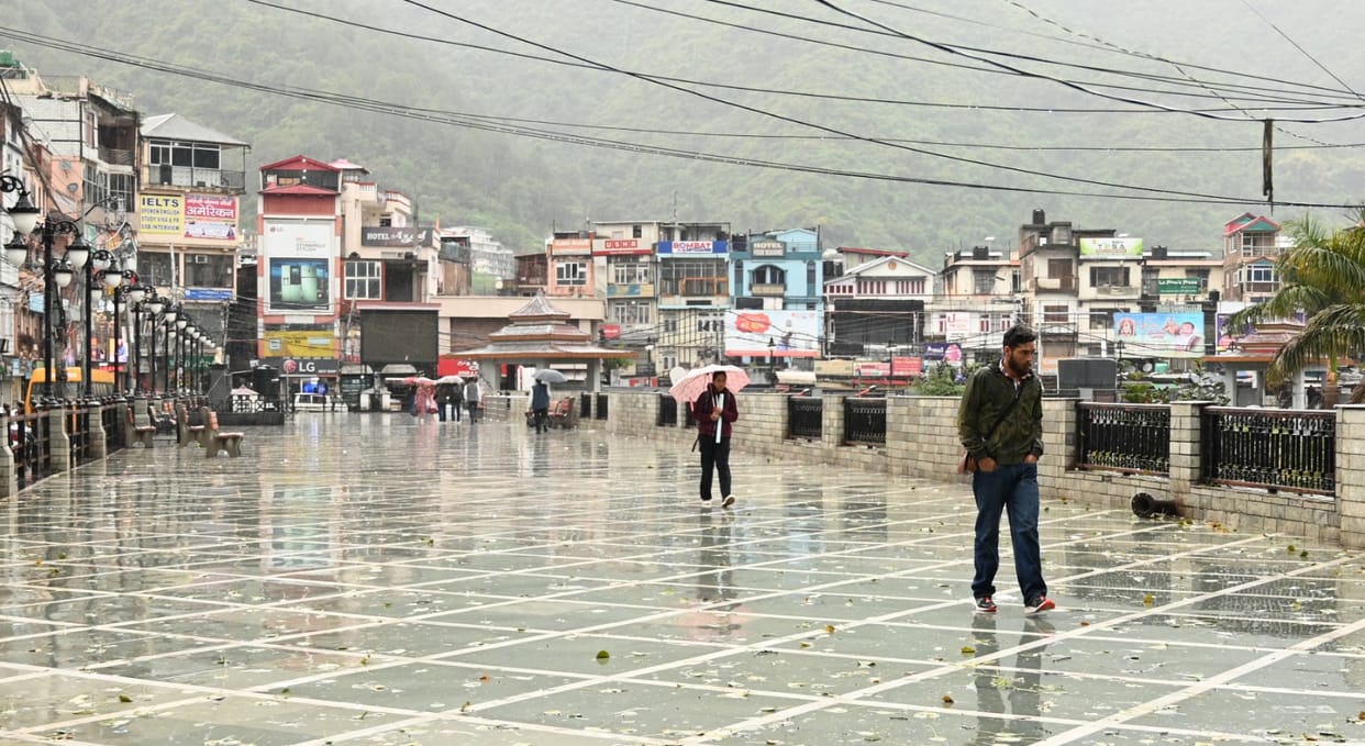 Wheat crop revived due to rain