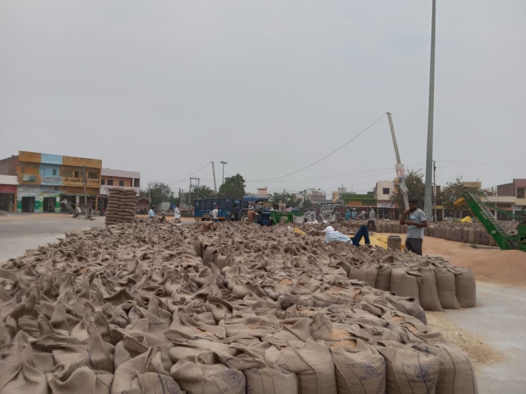 8.2 Million Farmers in UP Have Not Registered Now Face Crisis Selling Wheat at MSP