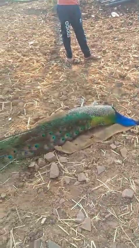 National bird peacock found dead in Narayanpura village of Damoh, village youth accused of pelting stones