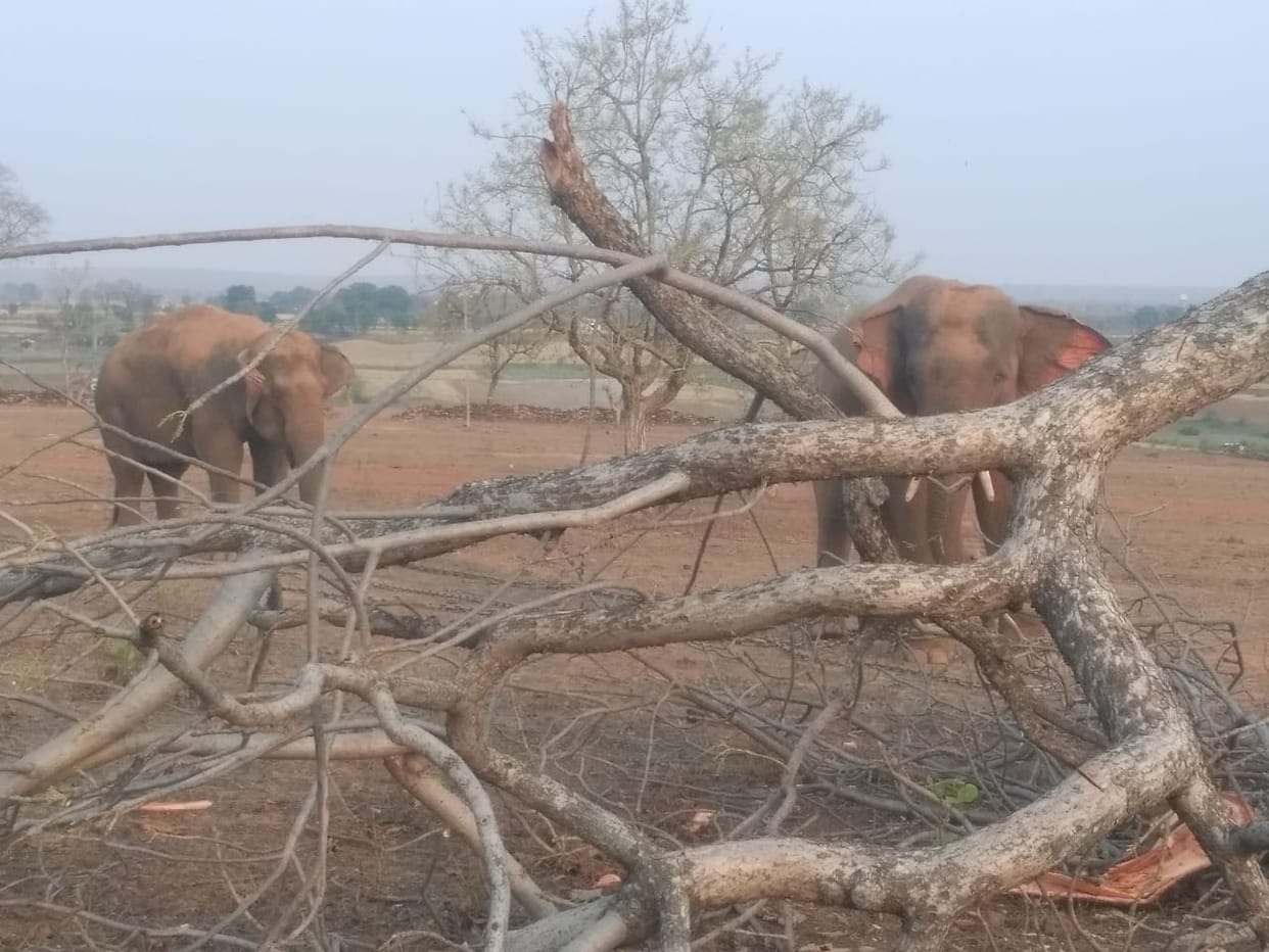 The team of elephants engaged in search of tigress Kajri left again, rescue operation remained closed