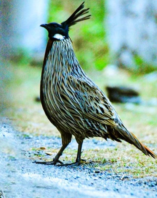 Koklas Family Spotted in Ranikhet