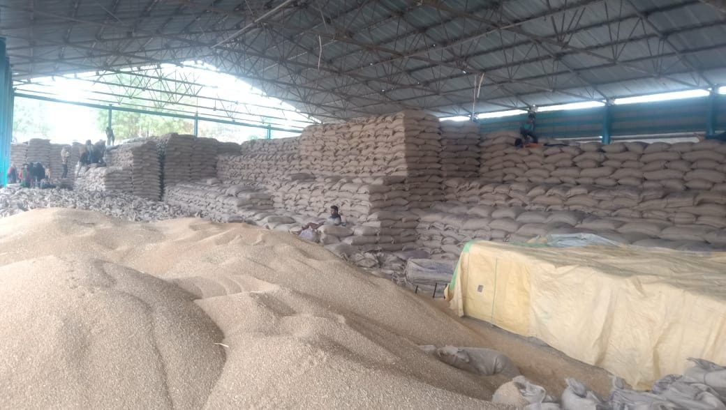 Wheat not procured due to moisture in Gohana and Kharkhoda, farmers worried