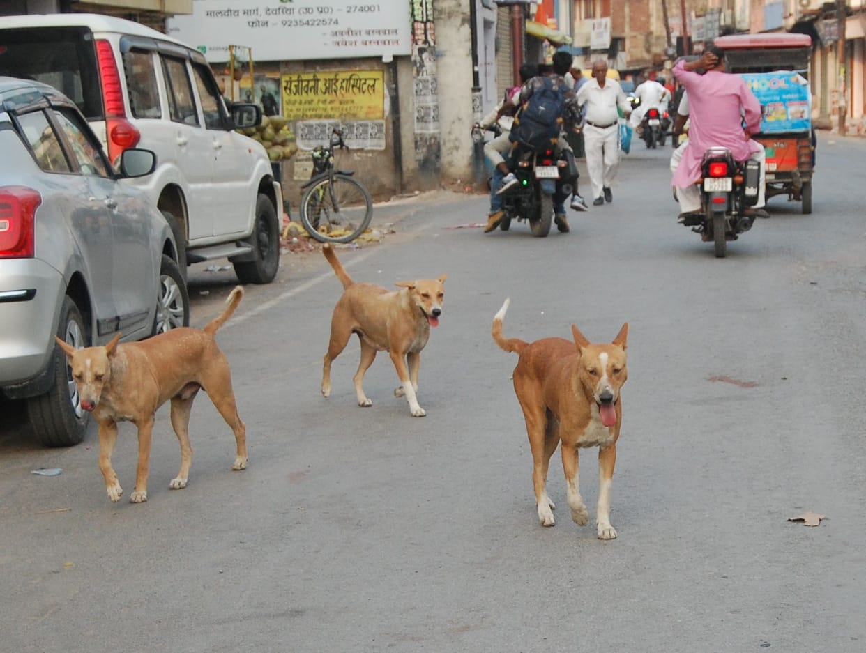 Number of stray dogs increased in the district