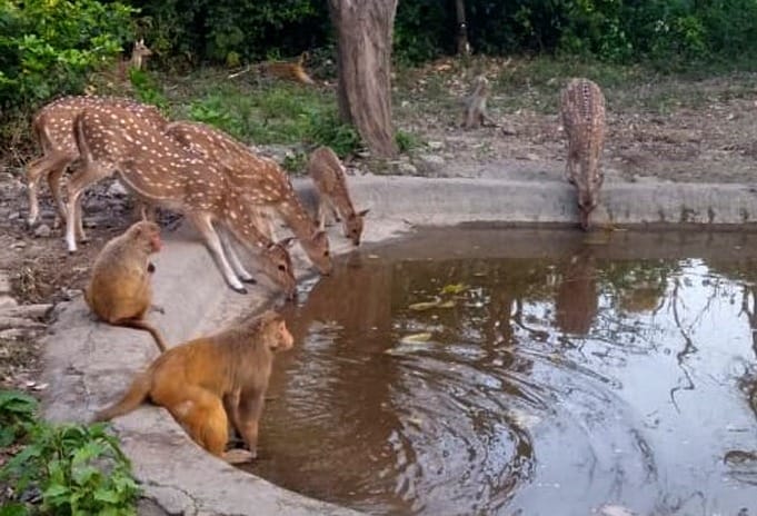 Water hole buzzing with wildlife