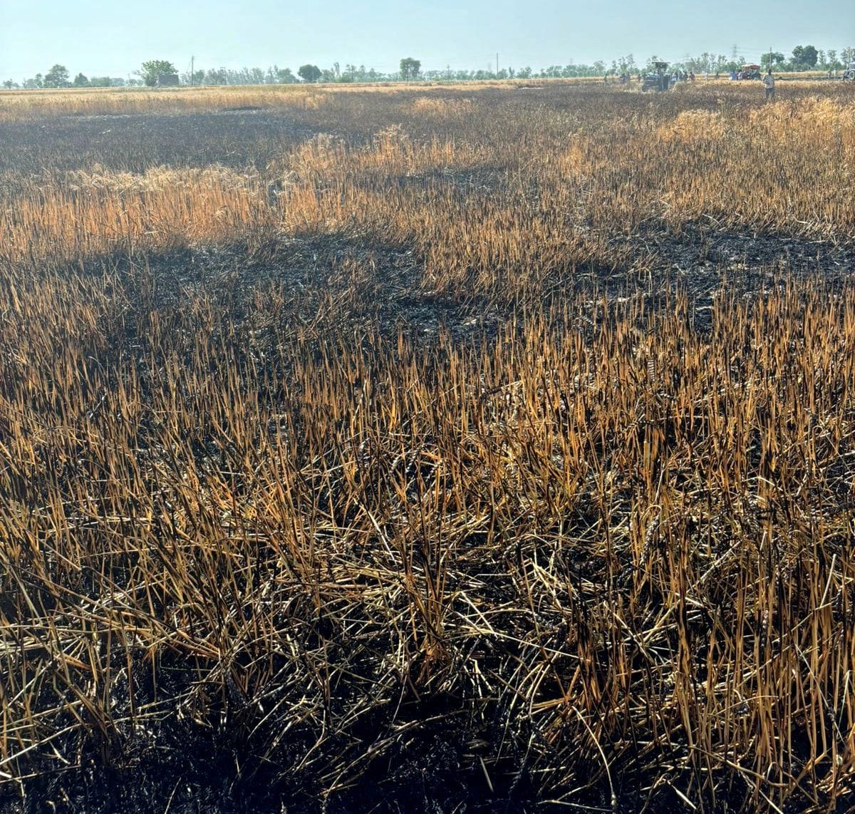 Fire broke out in wheat crop in Aleva, brought under control after hard work
