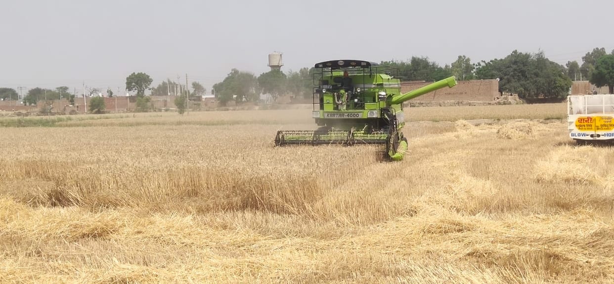 Bumper production of wheat crop this time due to drop in temperature