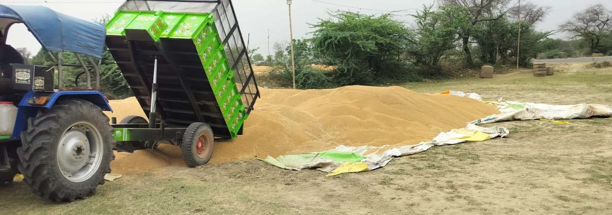Farmers forced to harvest raw crops at Ghoghadiya Purchase Center