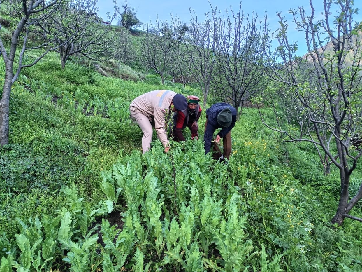 Police destroyed 12,732 opium plants