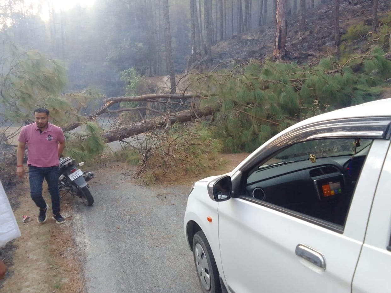 Tree fell on Haldwani-Lohaghat road, traffic disrupted