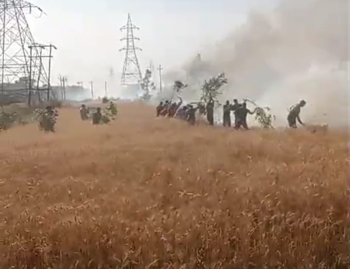 Eight acres of wheat of three farmers burnt due to sparking