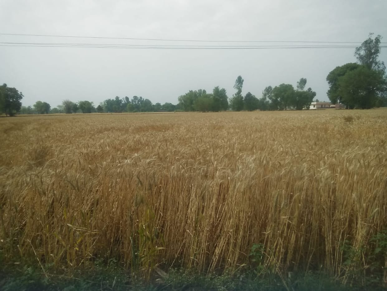 Farmers' wait for wheat harvest increased