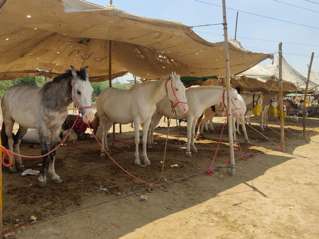 A mare worth Rs 1.5 lakh was sold in the donkey fair.