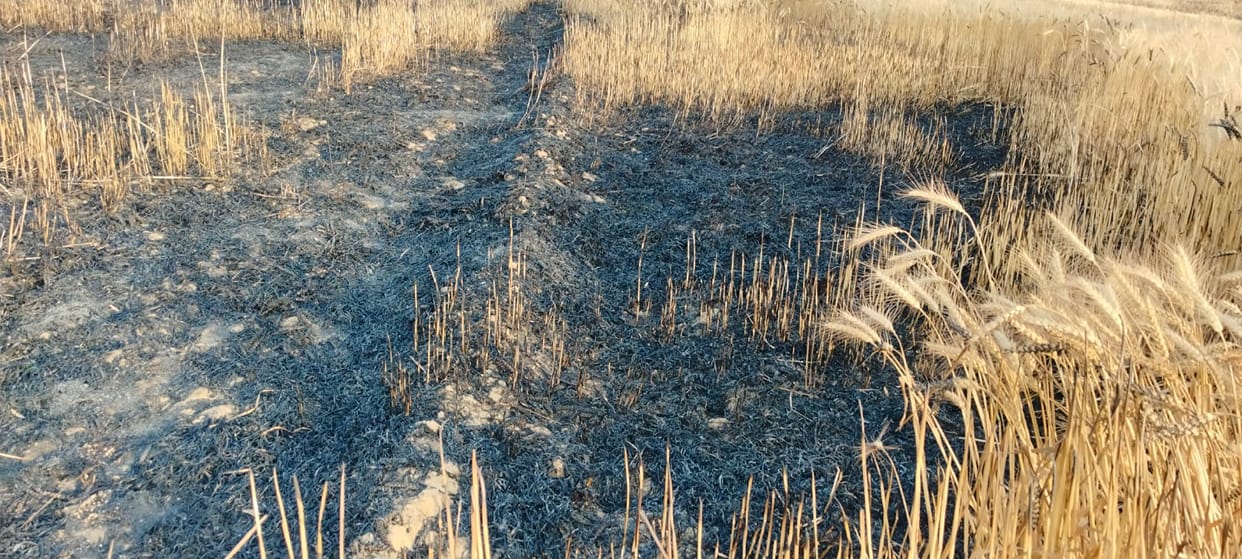 Broken electric wire, 12 bigha wheat crop burnt