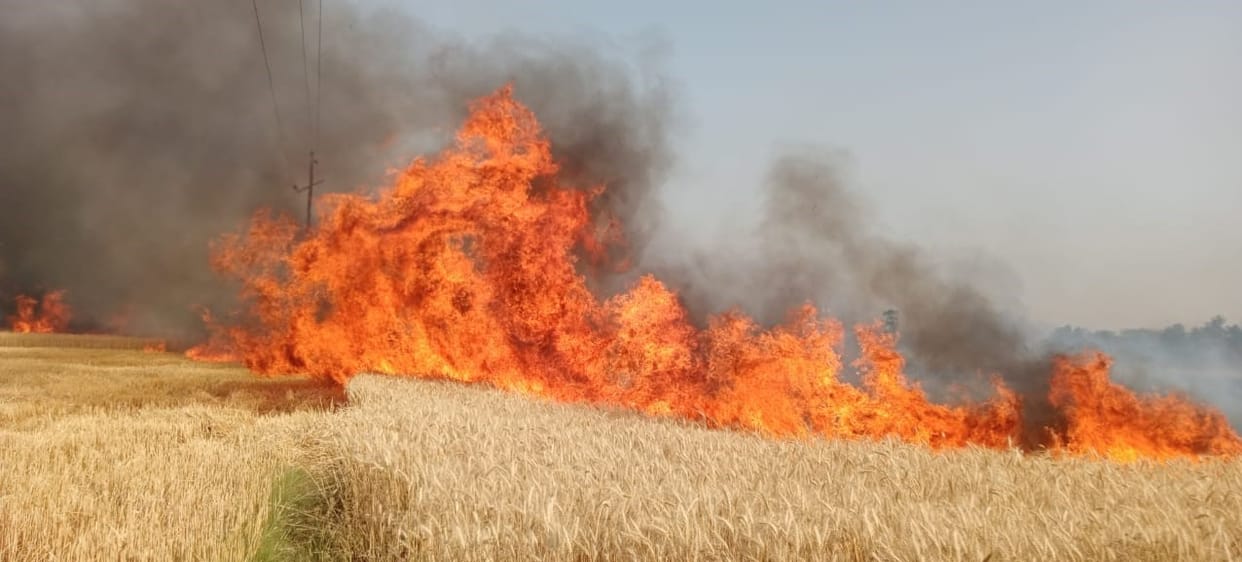 Fire wreaks havoc, 65 bigha wheat crop reduced to ashes