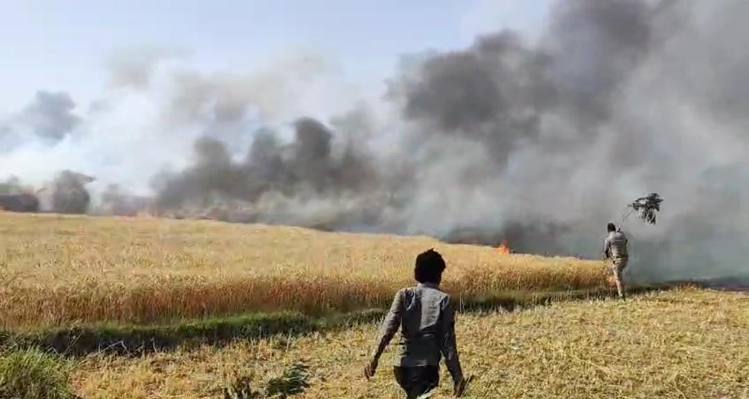 88 bighas of wheat crop burnt in six villages