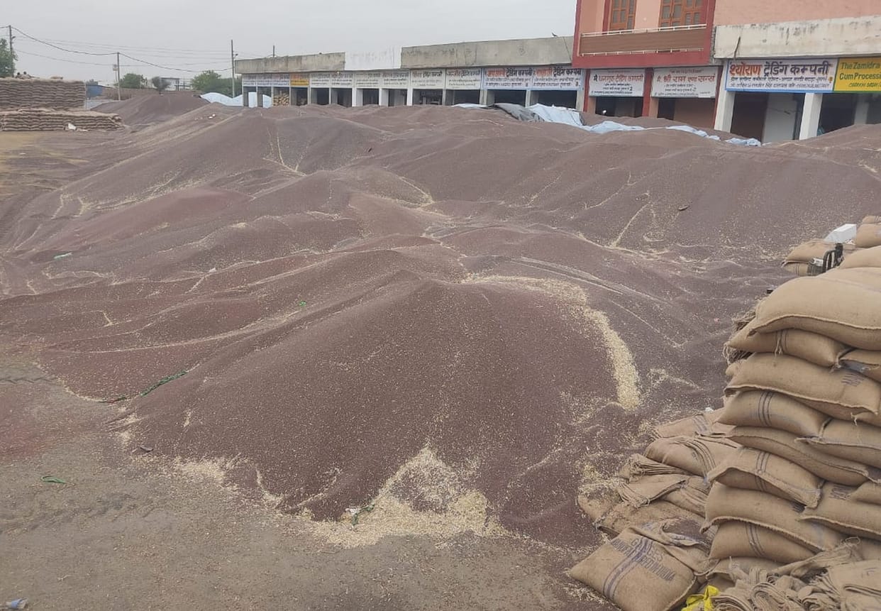 Mustard is not being lifted in Badhra Mandi