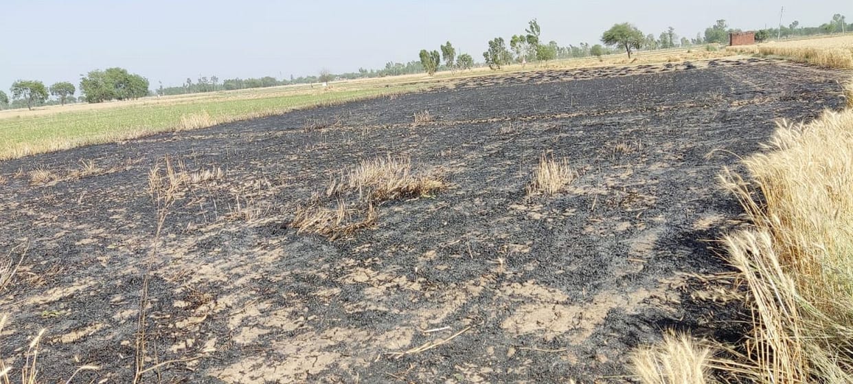 102 bighas of wheat burnt due to breaking of power lines