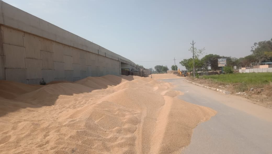 There is no space in the markets, wheat is kept in the fields and somewhere on the road