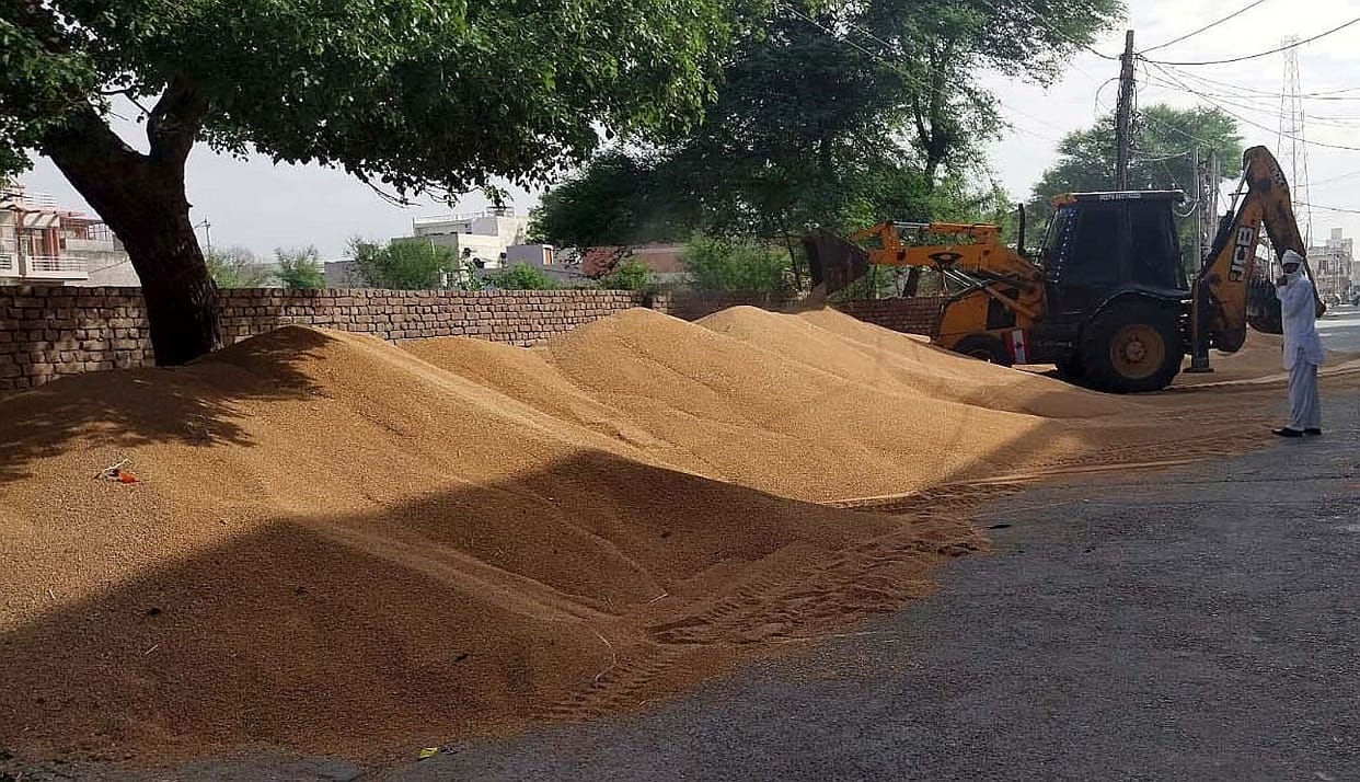 Farmers dumping wheat on the roadside due to lack of space in the market