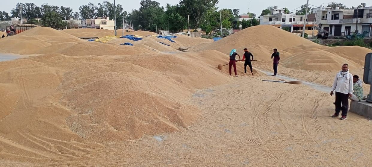 Govt purchased 196 lakh tonnes of wheat, Rs 45,000 crore paid to 16 lakh farmers at 11per cent less MSP