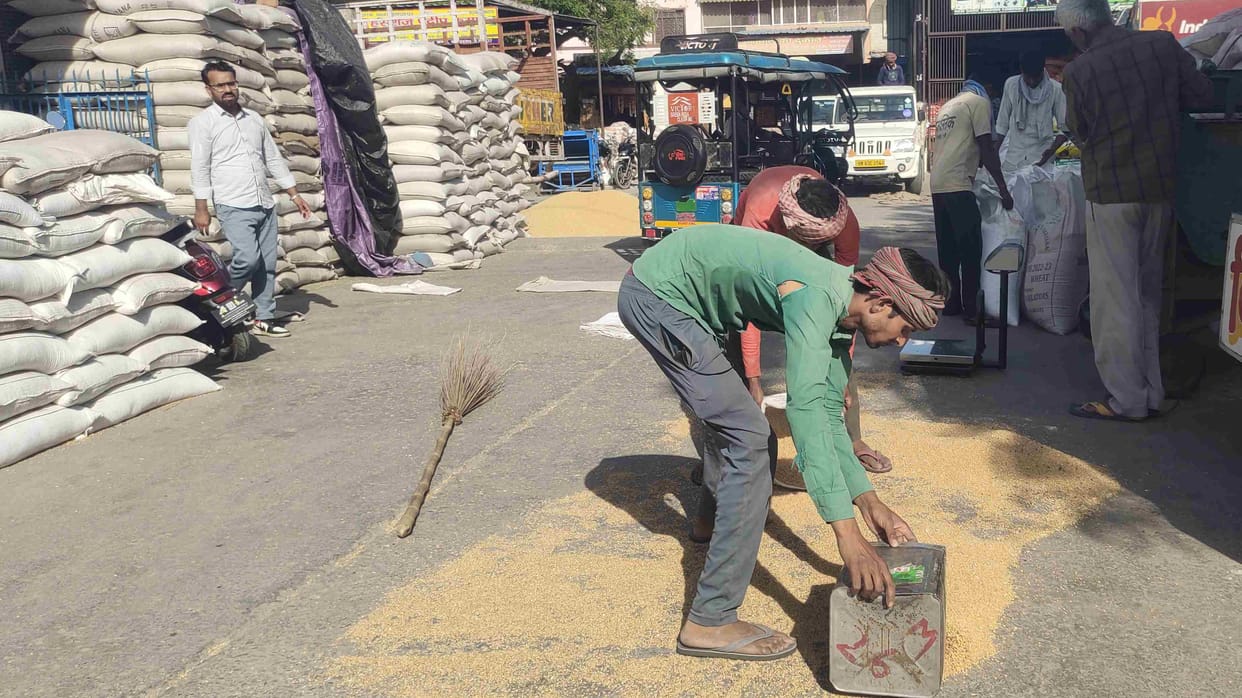Purchase of 57 thousand 295 quintals of wheat in Bahadurgarh and Asoda.