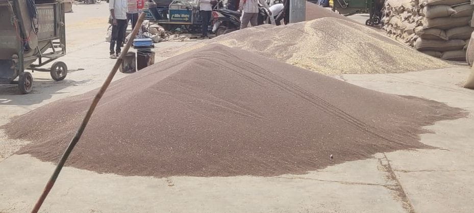 NAFED had to buy 25% mustard, only 6 thousand MT gunny bags were sent to HAFED