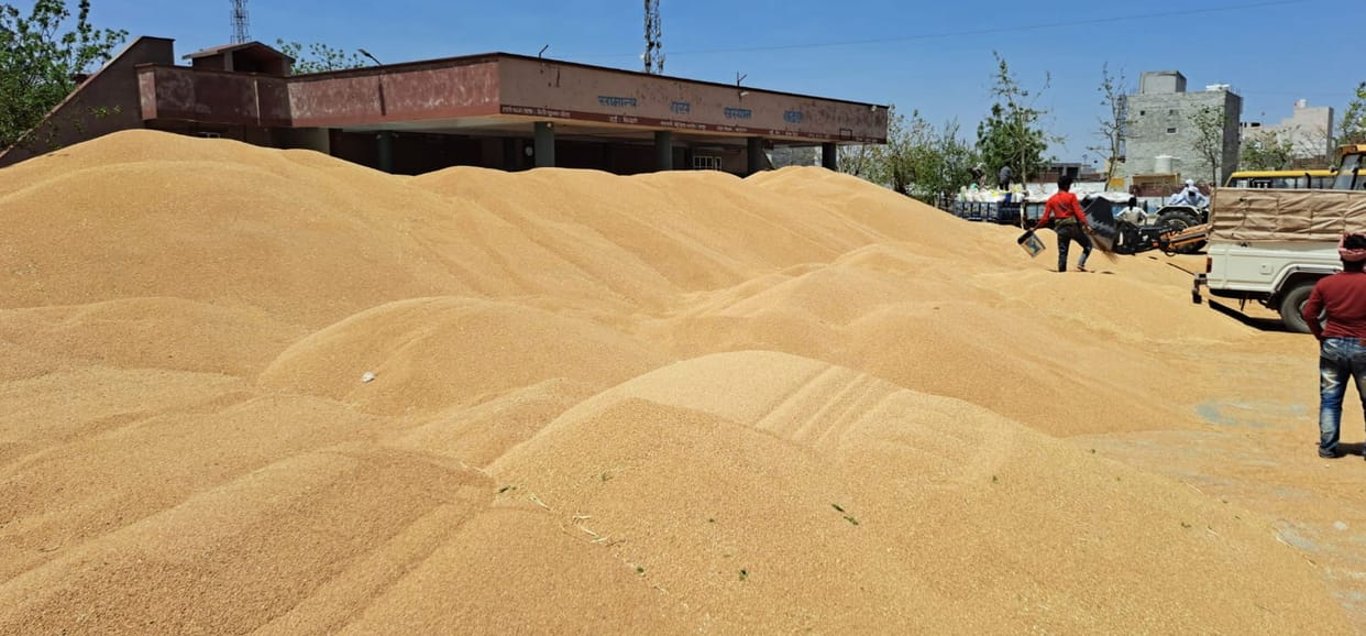 Shortage of gunny bags in Badhra Mandi Dadri; delay in lifting, wheat piled up in open premises of bus stand