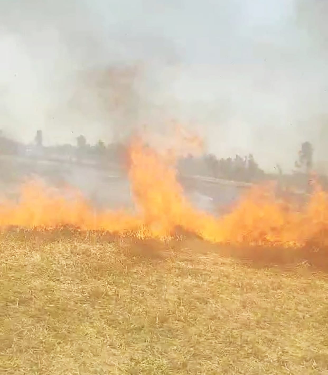 More than 42 bighas of wheat crop ashes