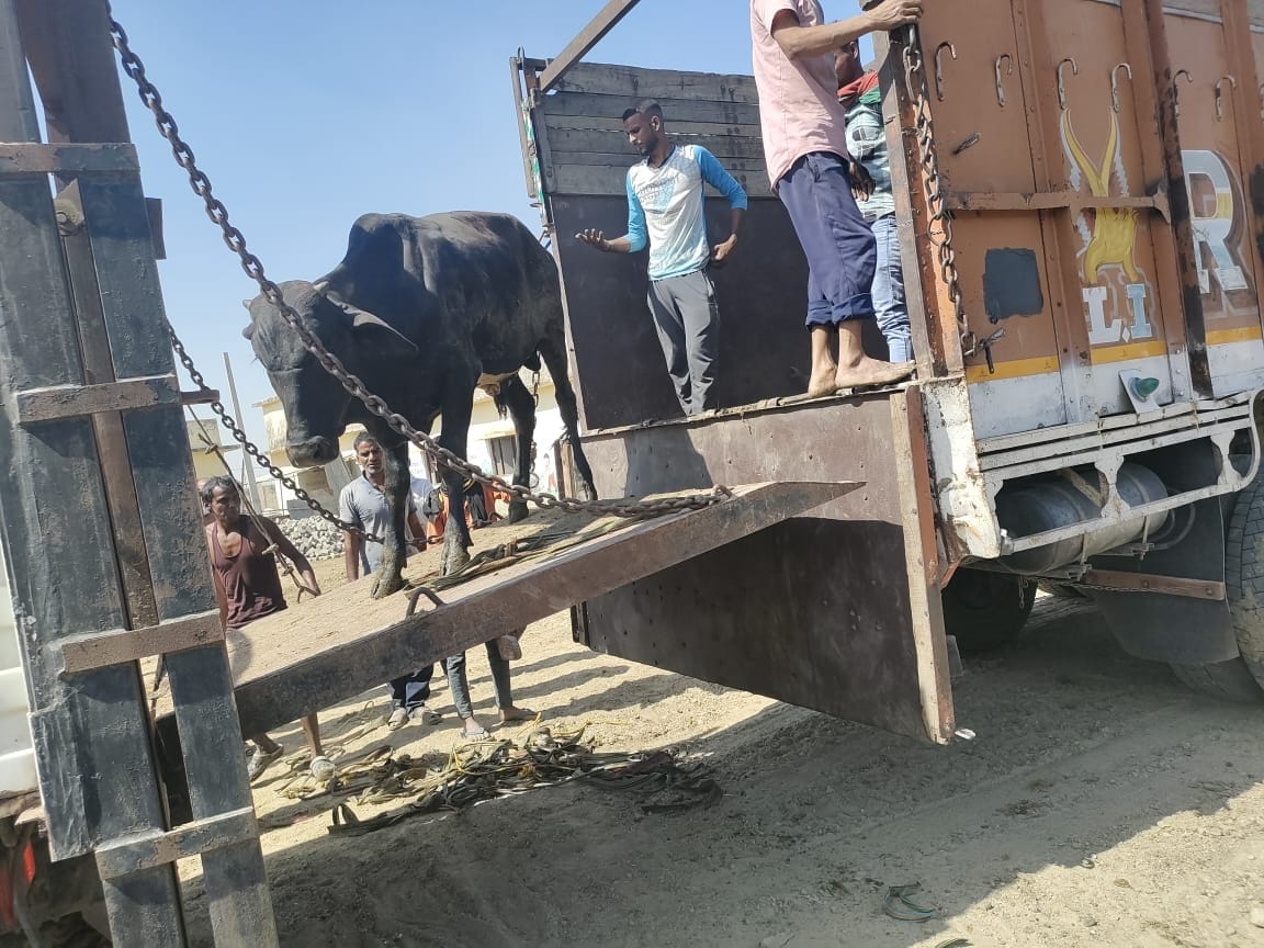 animals caught in truck