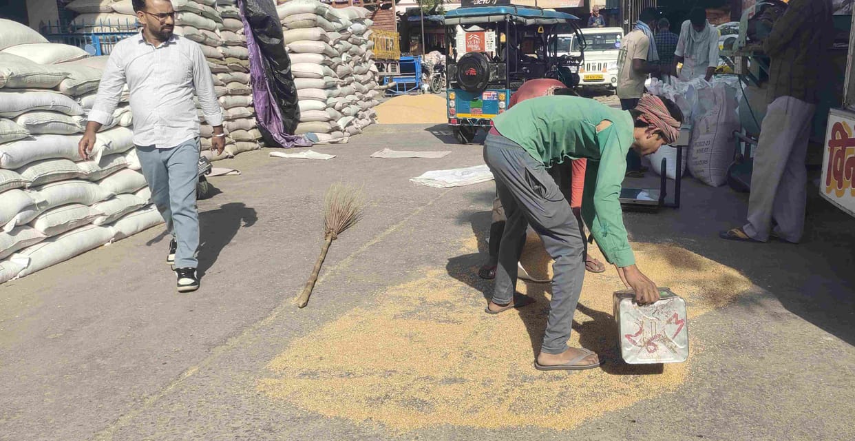 6749 quintals of wheat reached Bahadurgarh Mandi and 43 thousand 521 quintals of wheat reached Asoda.