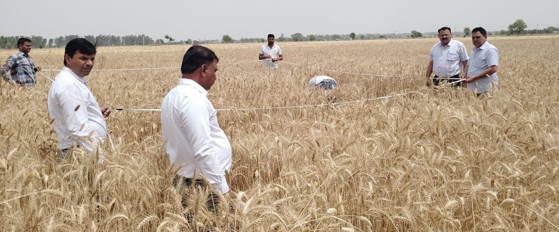 Agriculture Department crop cutting sample for wheat crop