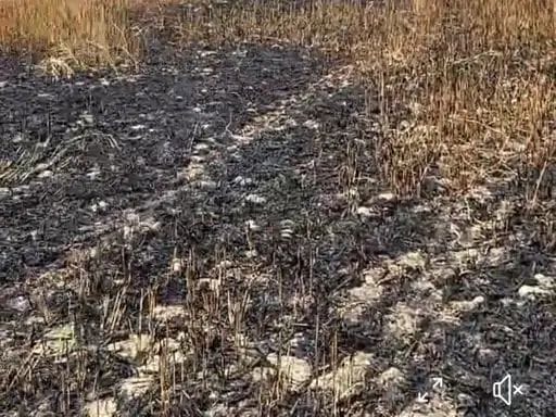31 acres of wheat crop got burnt due to fire, farming was done by taking land on contract for Rs. 65 thousand per acre