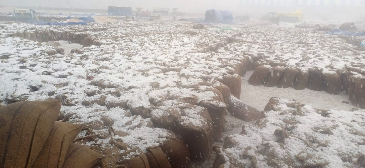 Hail blanket spread on wheat in grain market, claims of preparation failed