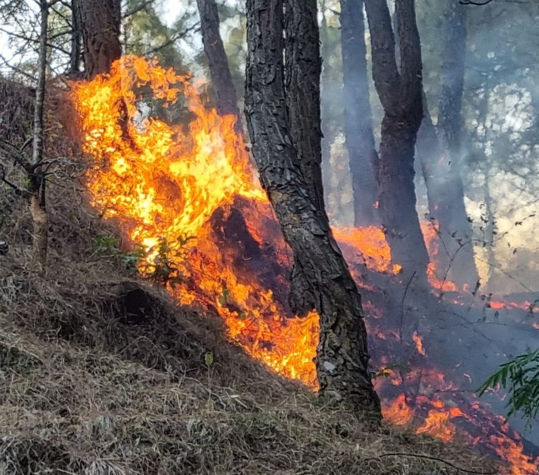Forest blazed on voting day, forest personnel on election duty