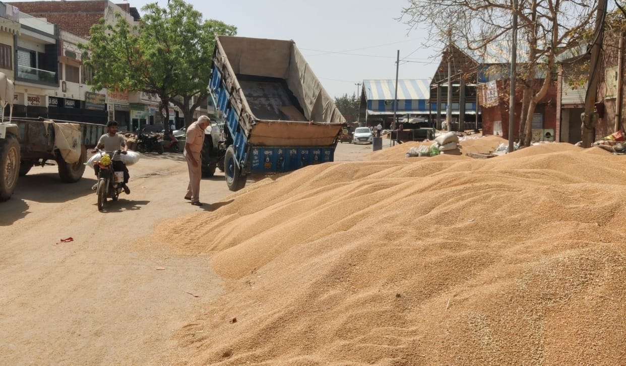Due to mustard lifting, new gate passes will not be cut in nine markets today, wheat will not be purchased in Bhiwani.
