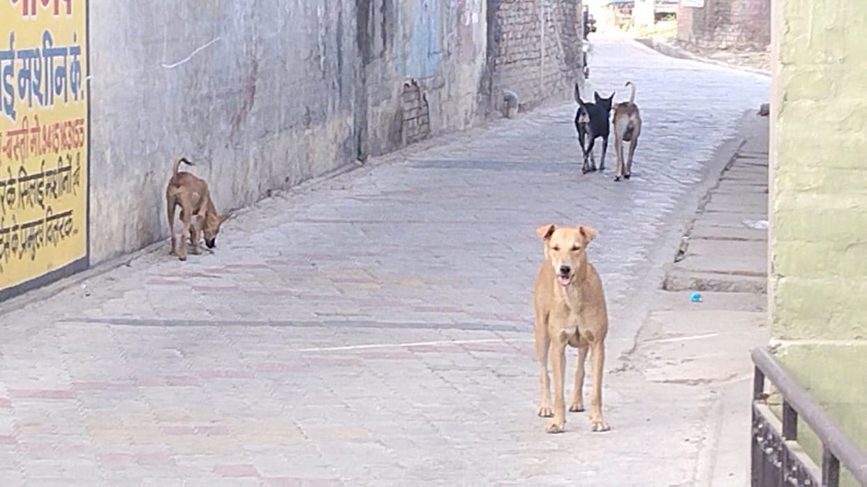 If a dog bites, bring four more people... then you will get the vaccine.